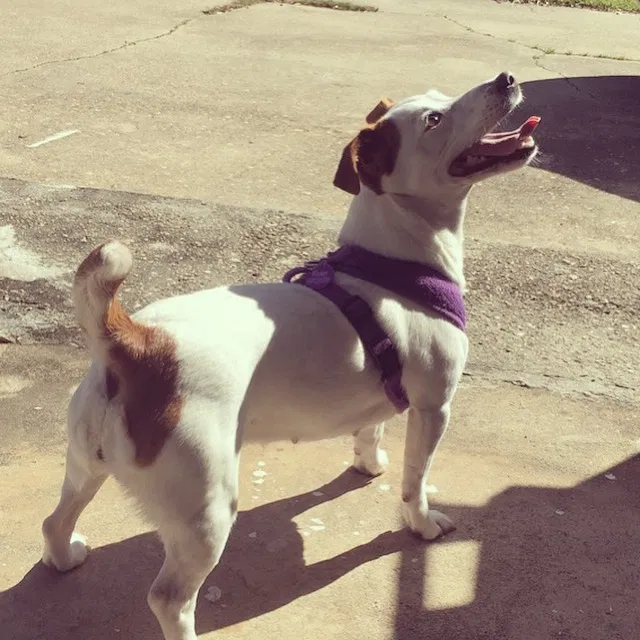 Lost dog in Fort Walton Beach, FL, 32547