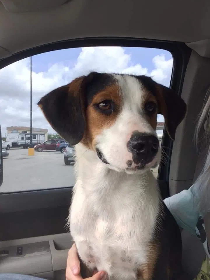Lost dog in Reeds Spring, MO, 65737