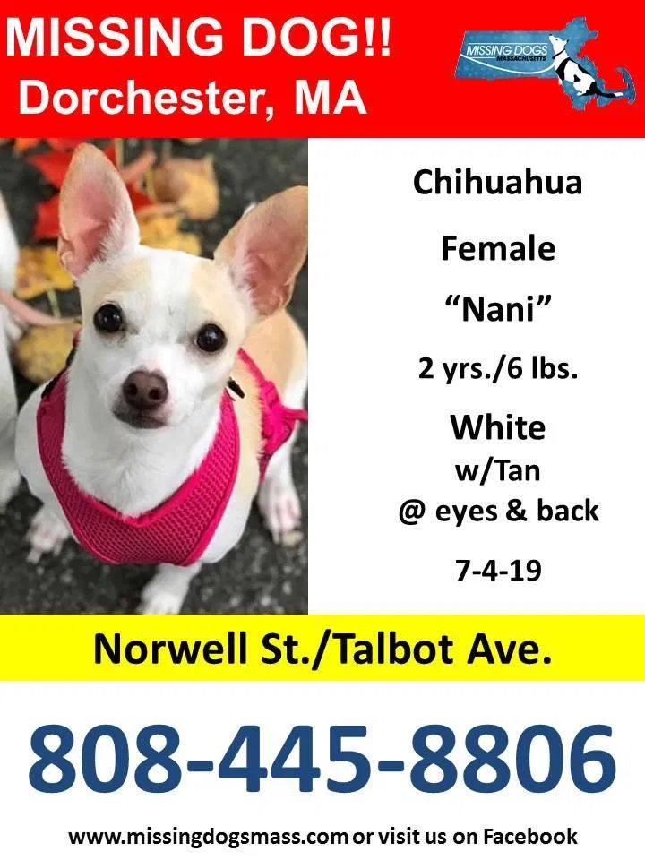 Lost dog in Dorchester Center, MA, 2124