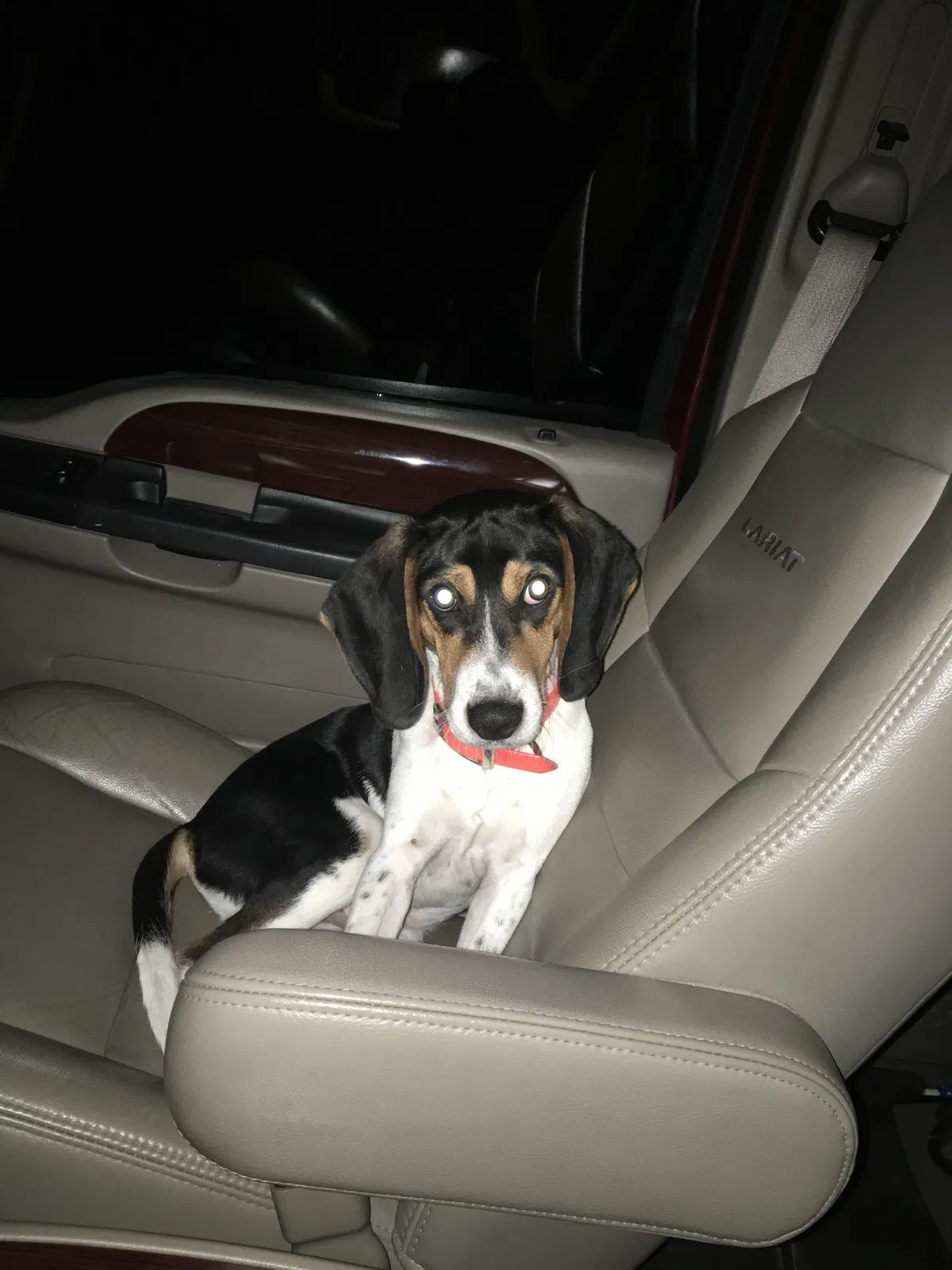 Lost dog in Panama City, FL, 32409