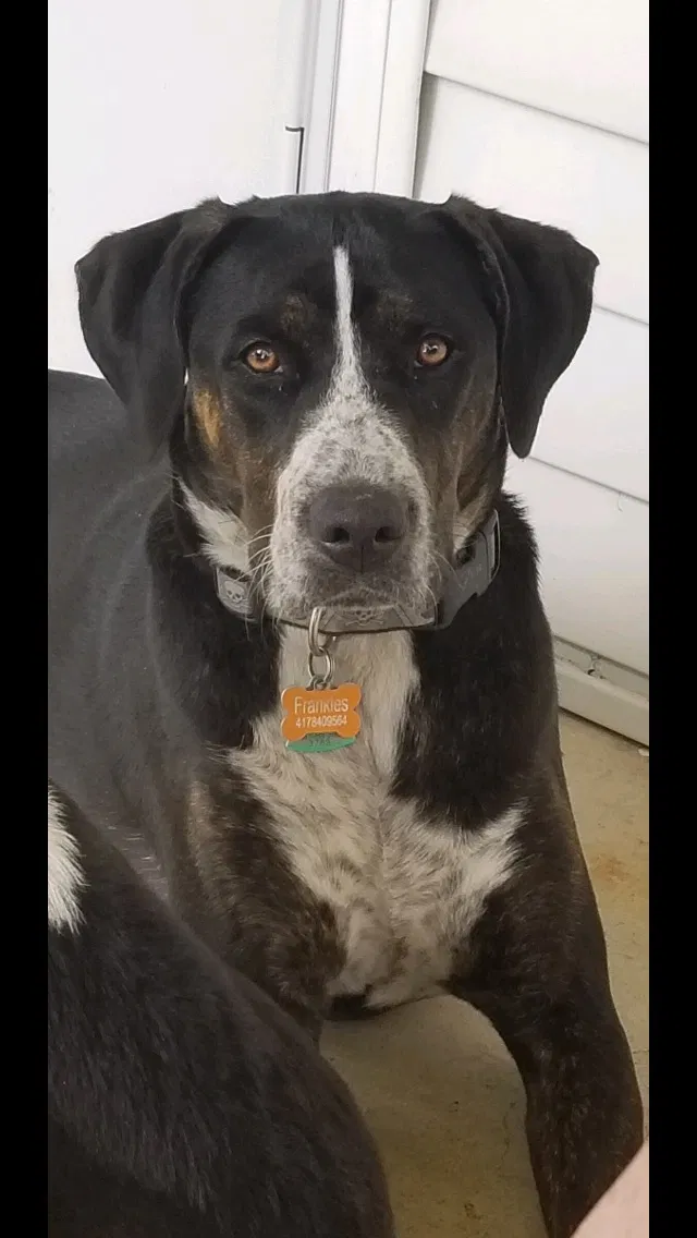Lost dog in Marshfield, MO, 65706