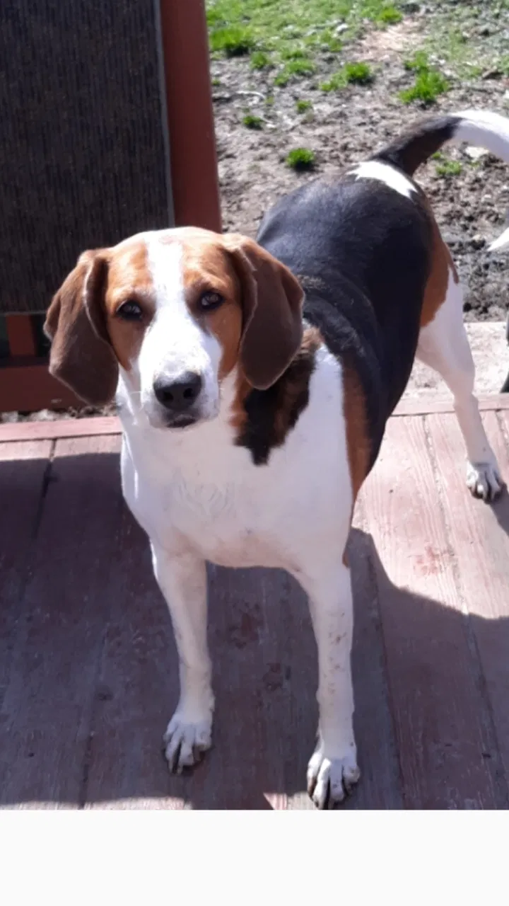 Lost dog in Gloucester, VA, 23061