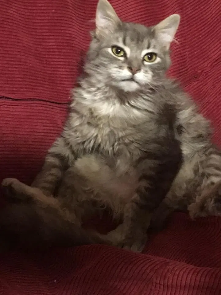 Lost cat in Dennison, MN, 55018
