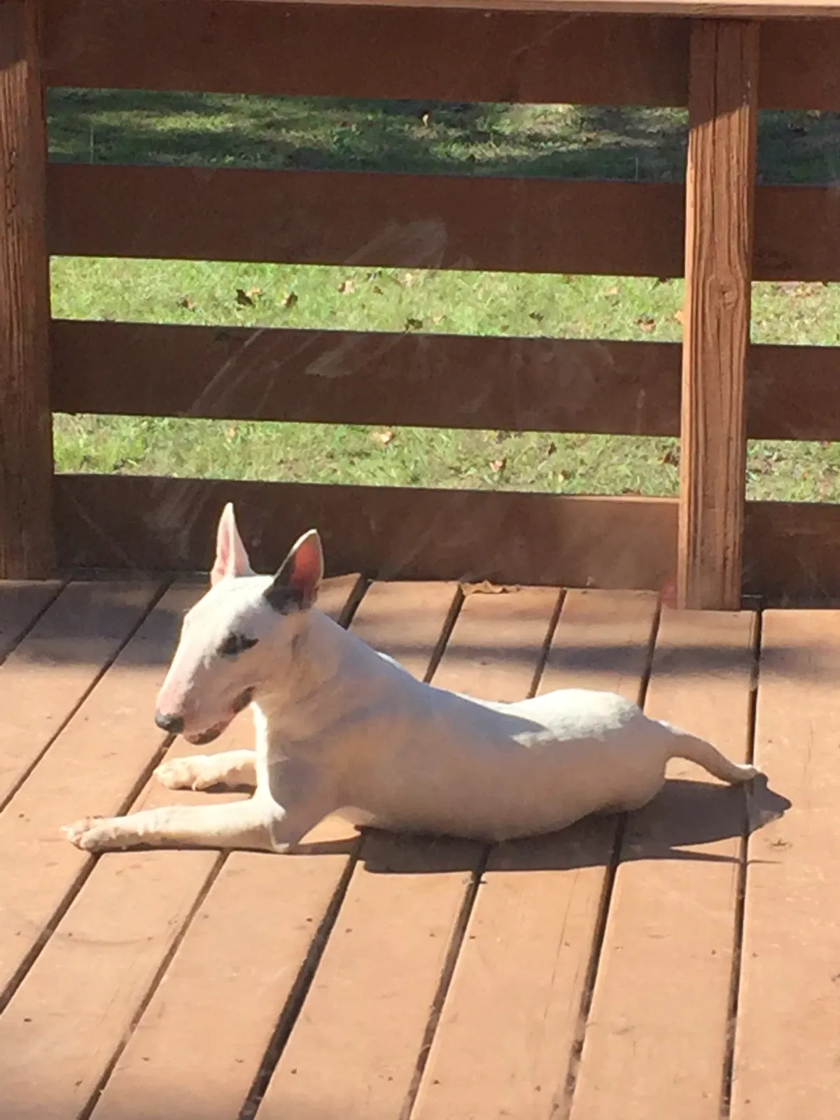 Lost dog in Fayetteville, NC, 28304