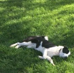 Lost dog in Vacaville, CA, 95687