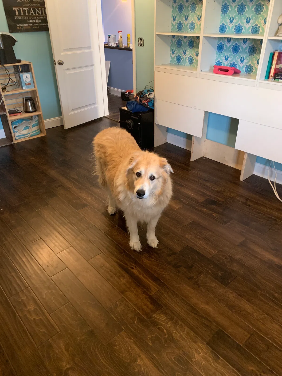 Lost dog in Ona, WV, 25545