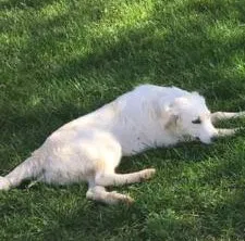 Lost dog in Vacaville, CA, 95687