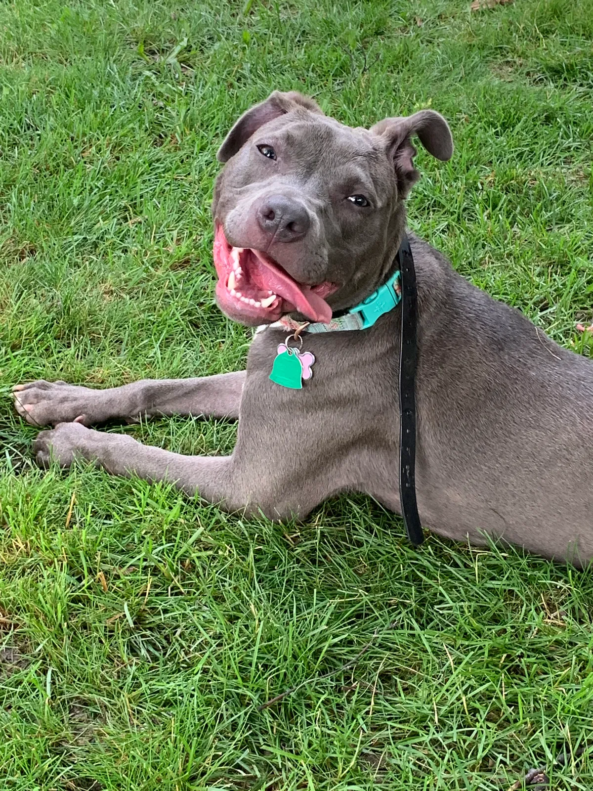 Lost dog in Milwaukee, WI, 53218