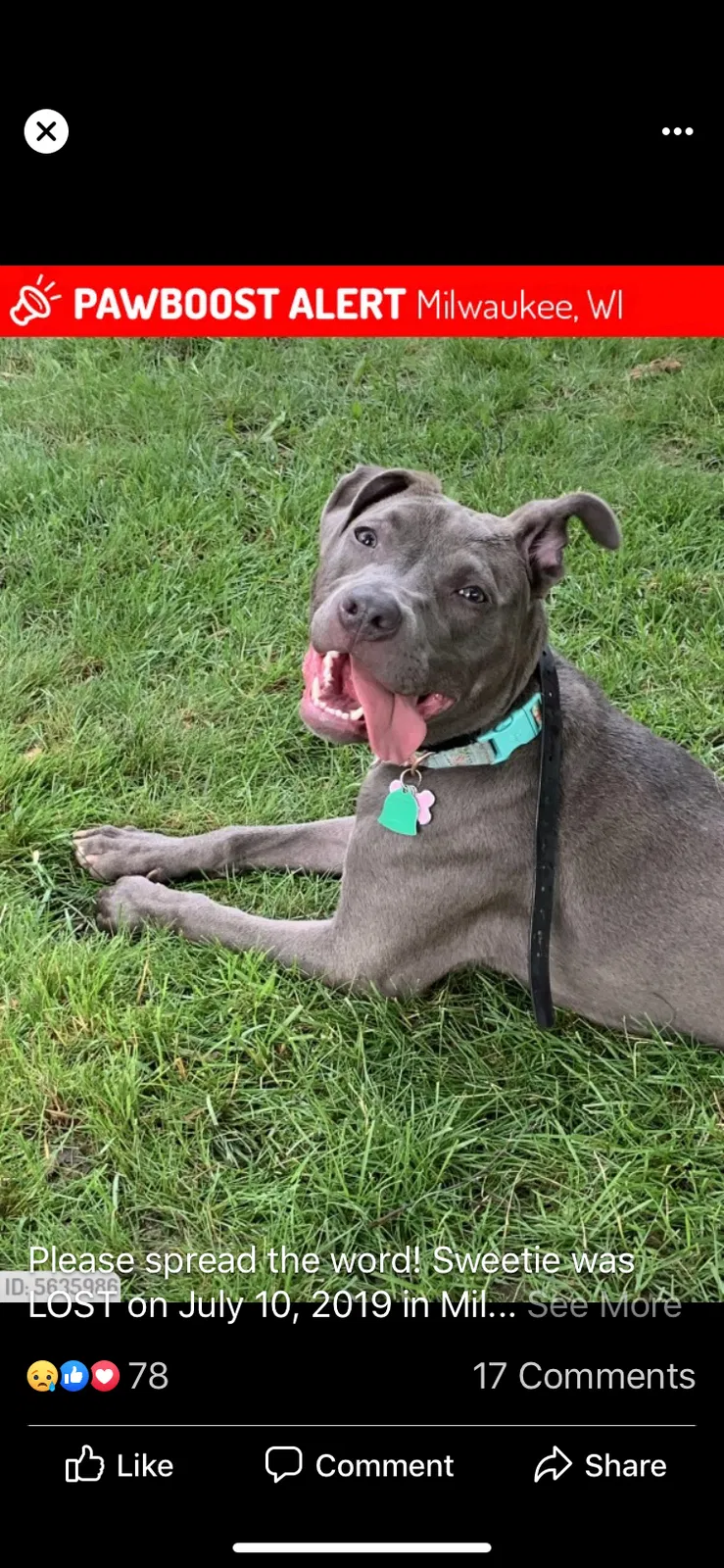Lost dog in Milwaukee, WI, 53218