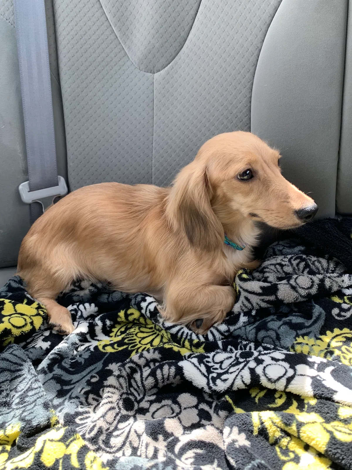 Lost dog in Williamston, MI, 48895
