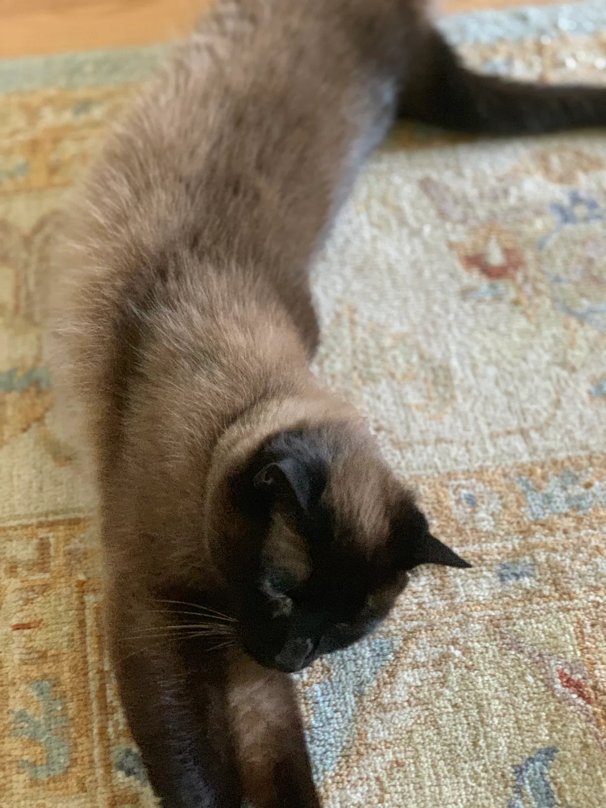 Lost cat in Saratoga, CA, 95070