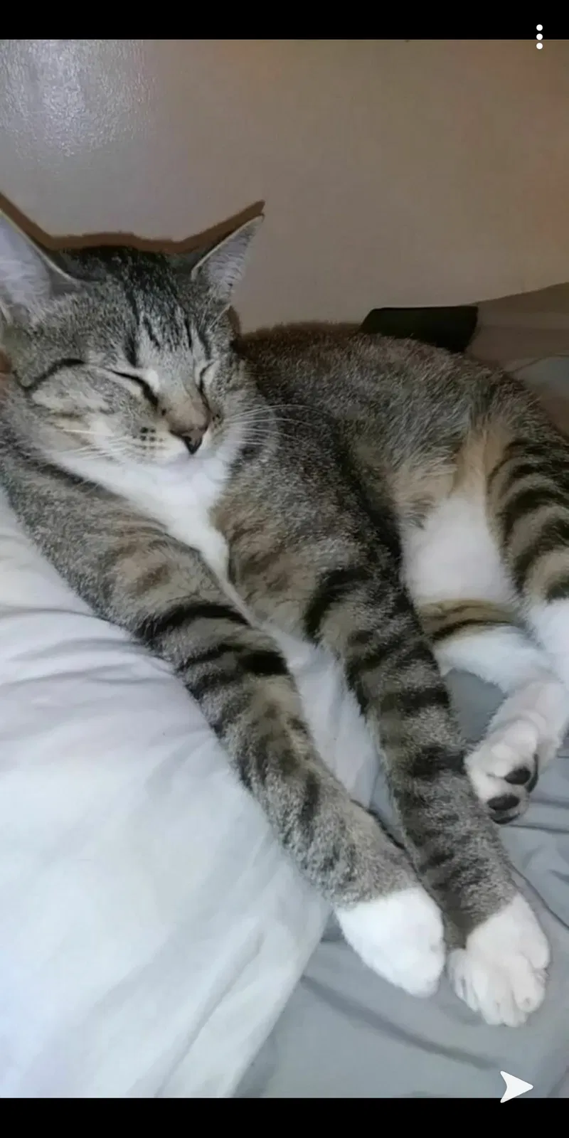 Lost cat in Independence, MO, 64055
