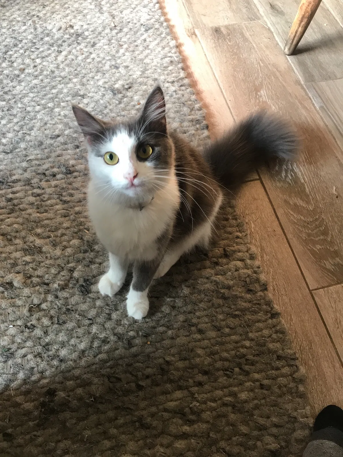 Lost cat in Lakeland, FL, 33803