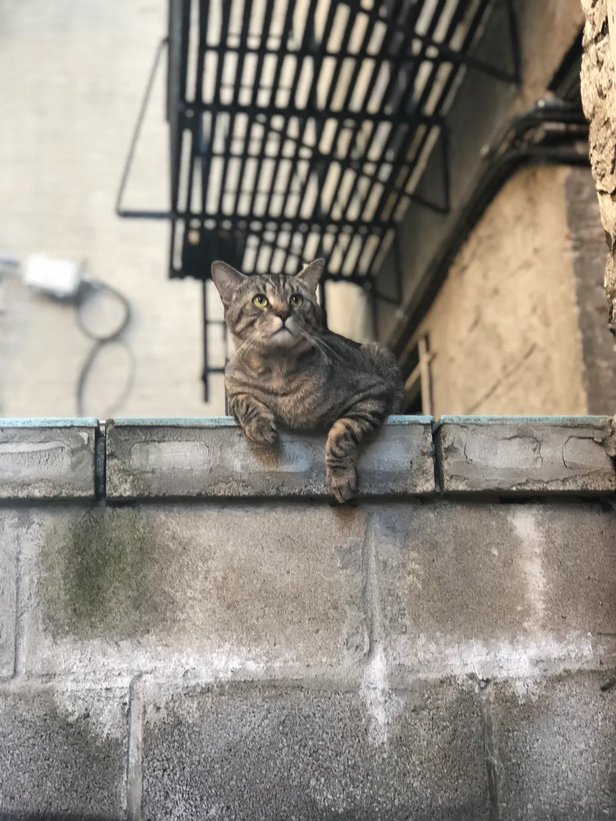Lost cat in Long Island City, NY, 11101