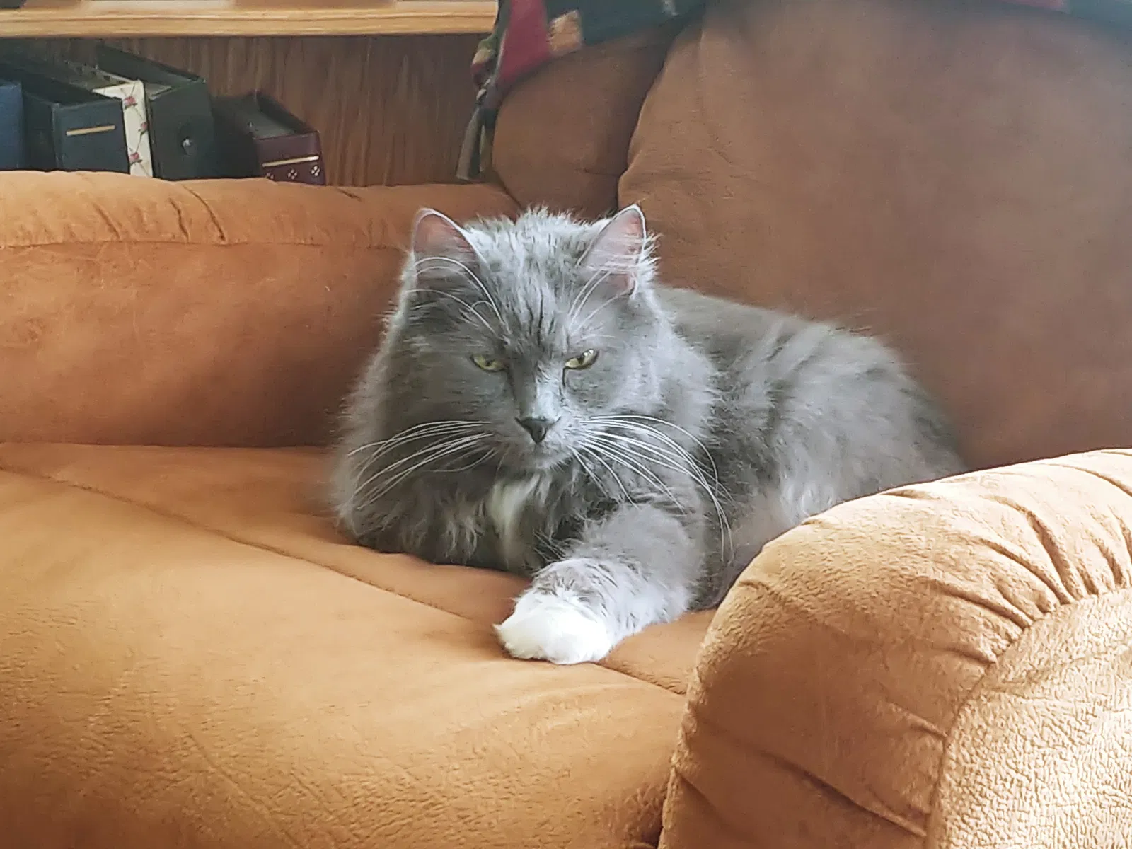 Lost cat in Washington, DC, 20024