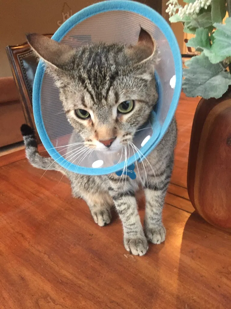 Lost cat in Carlsbad, CA, 92008