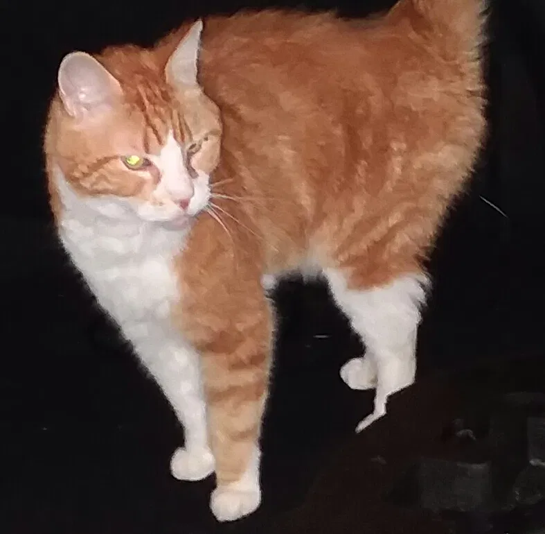 Lost cat in Lakewood, OH, 44107