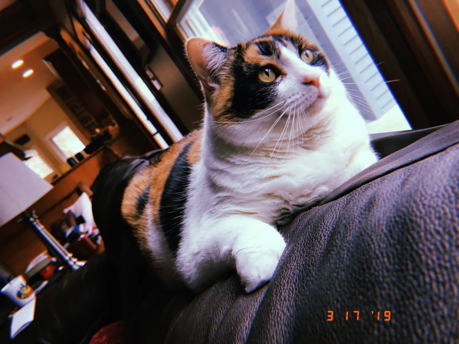 Lost cat in Cincinnati, OH, 45246