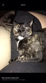 Lost cat in Thousand Oaks, CA, 91362