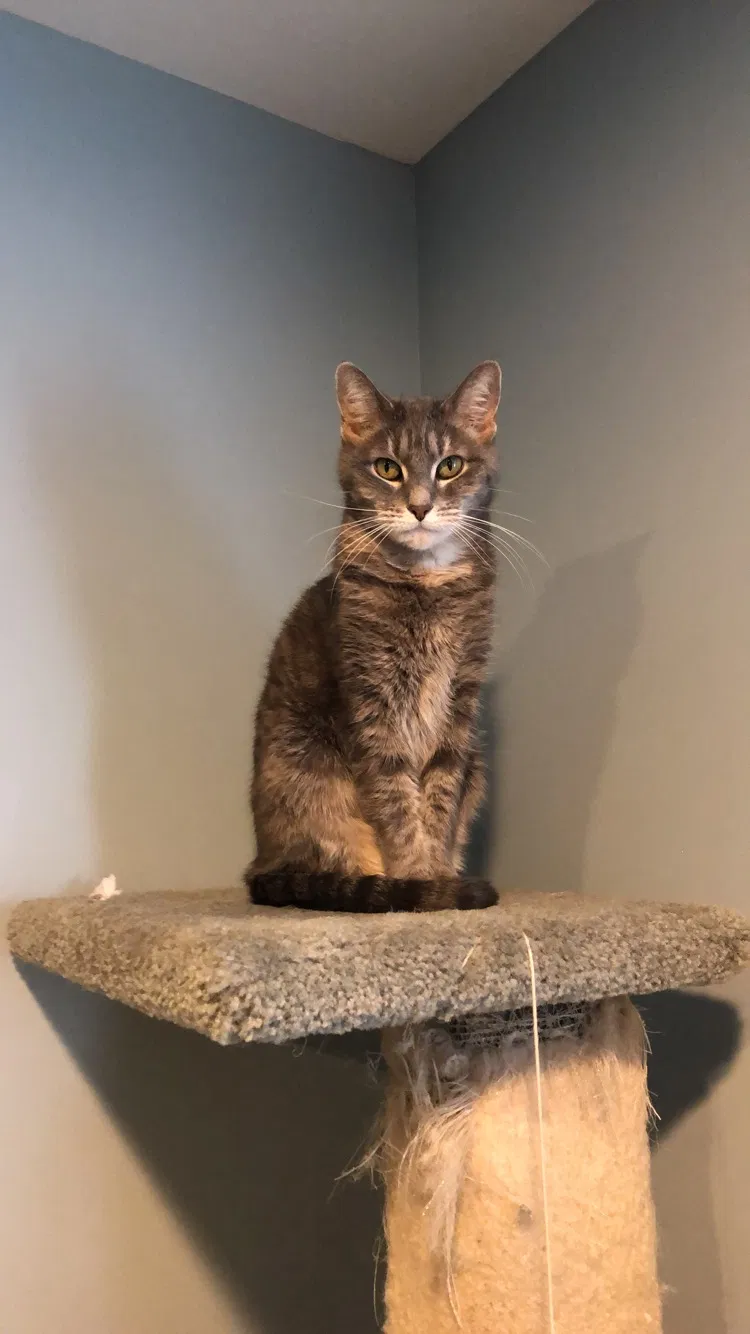 Lost cat in Anoka, MN, 55303