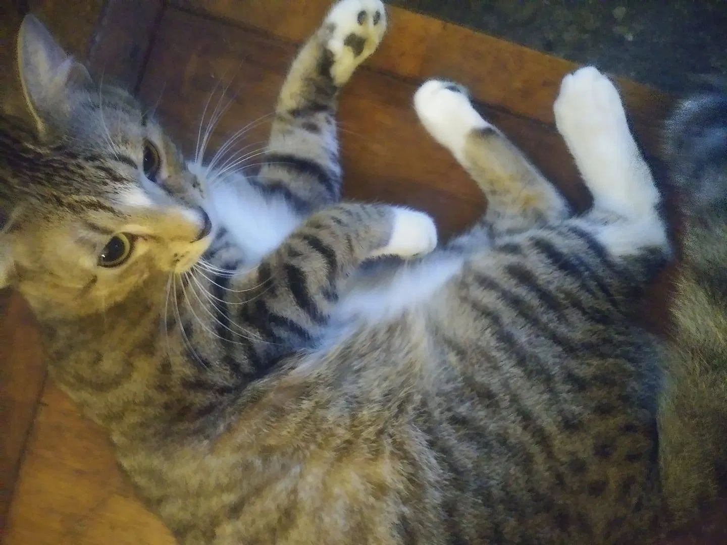 Lost cat in Enid, OK, 73703