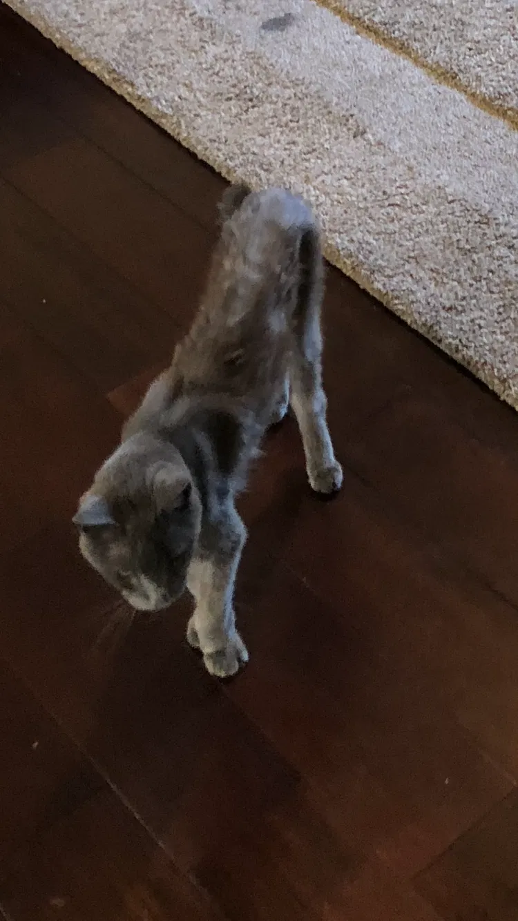 Lost cat in Winter Park, FL, 32792