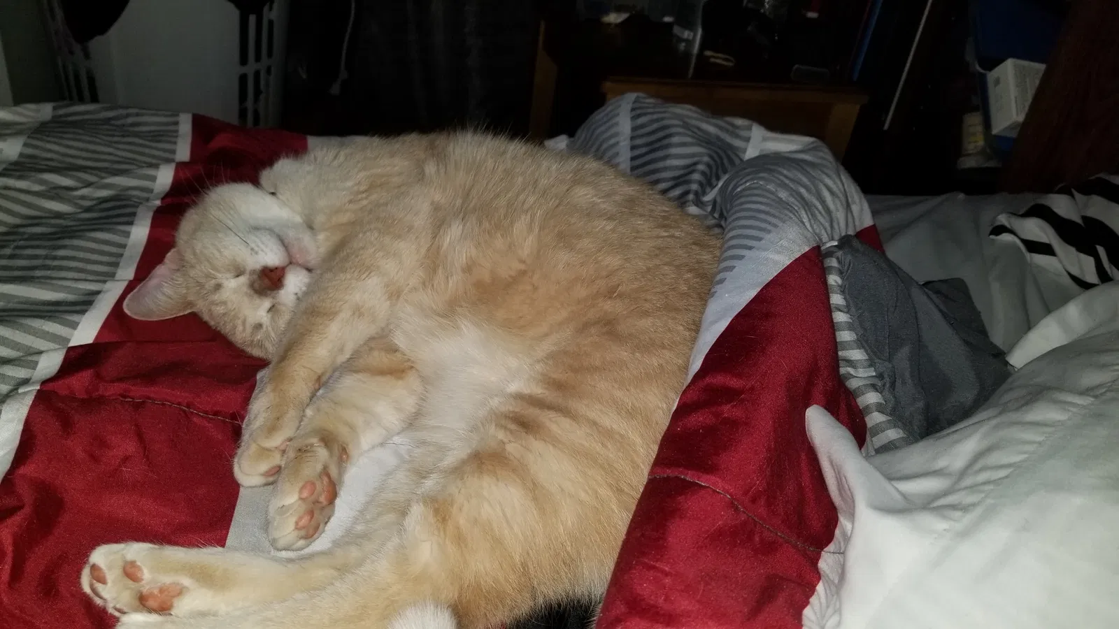 Lost cat in Holly, MI, 48442