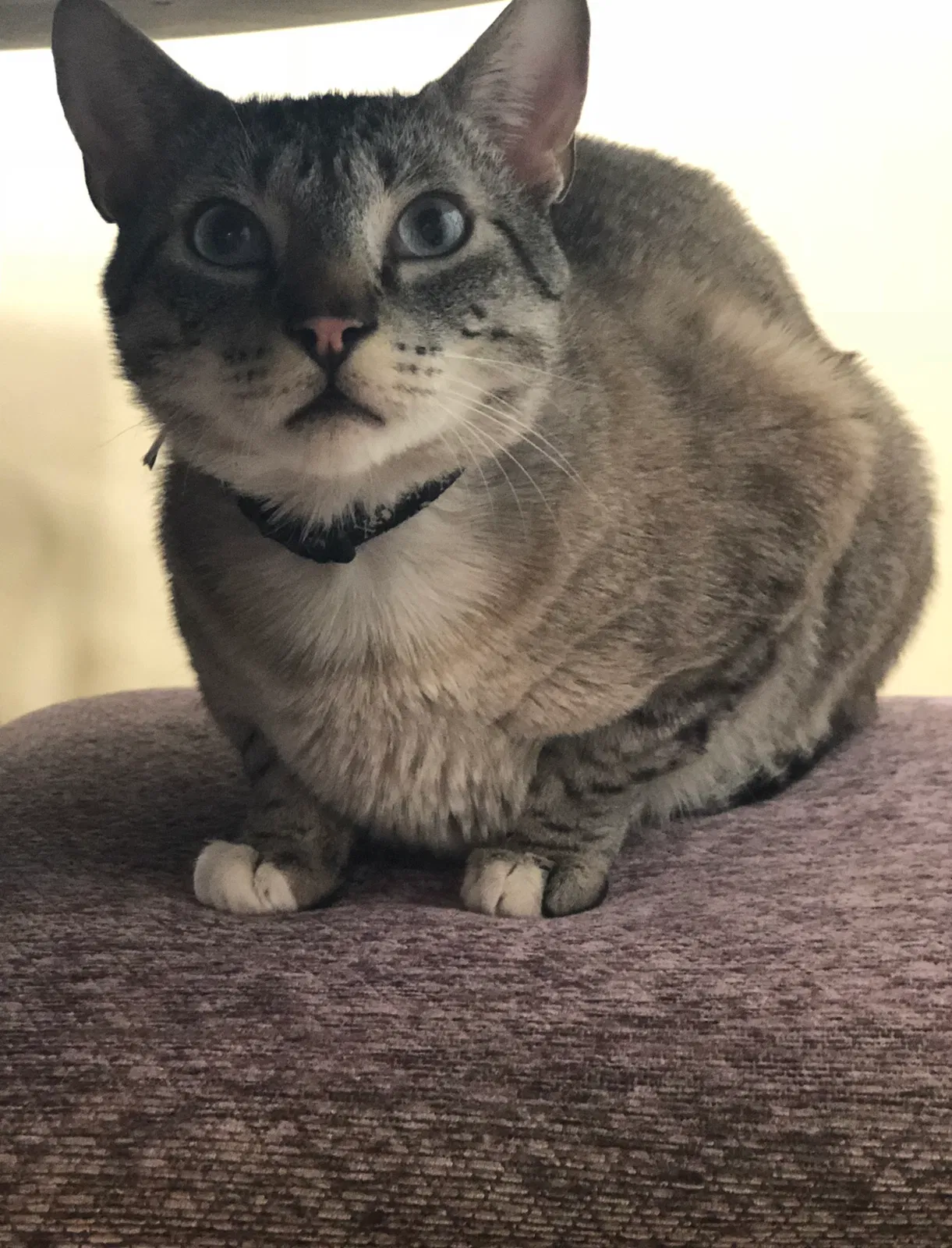 Lost cat in Pittsburg, CA, 94565