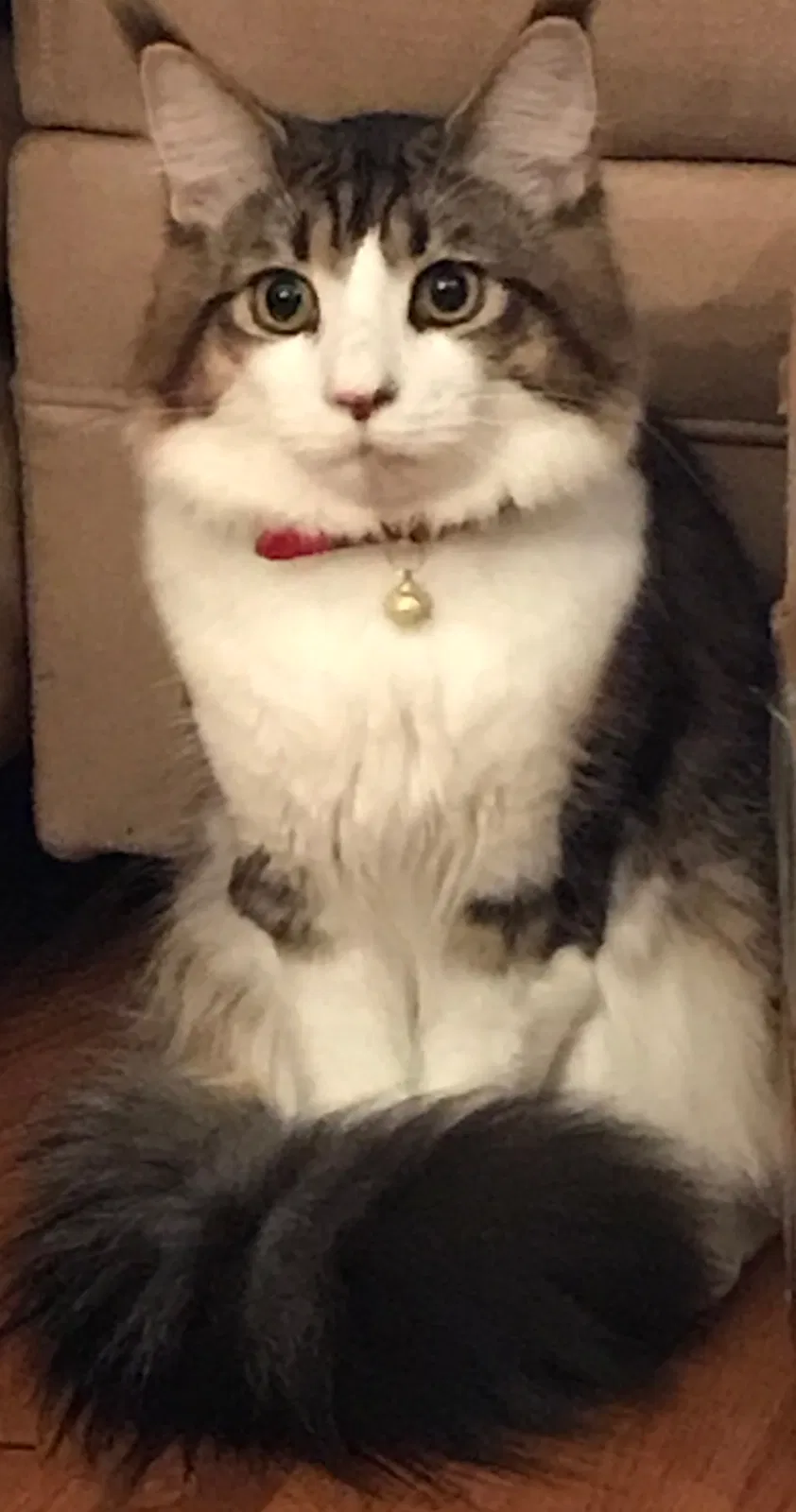 Lost cat in Gresham, OR, 97080