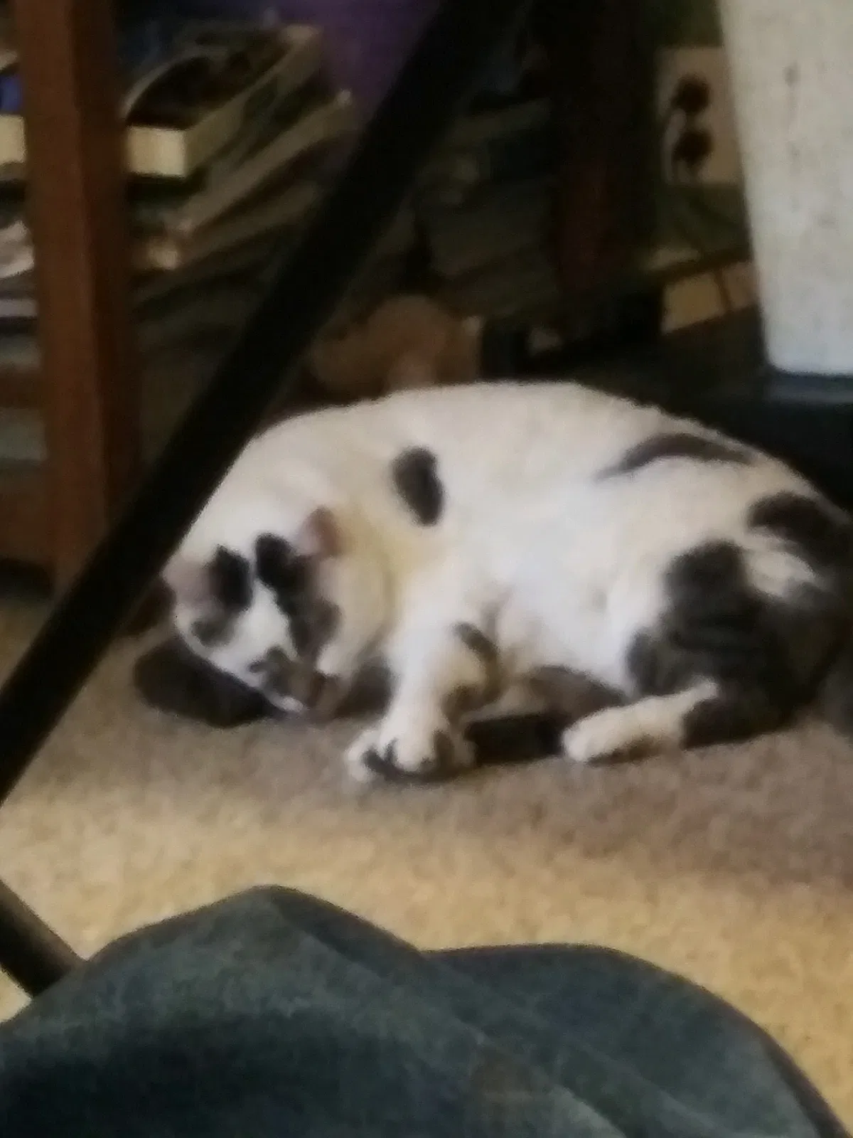 Lost cat in Flushing, MI, 48433