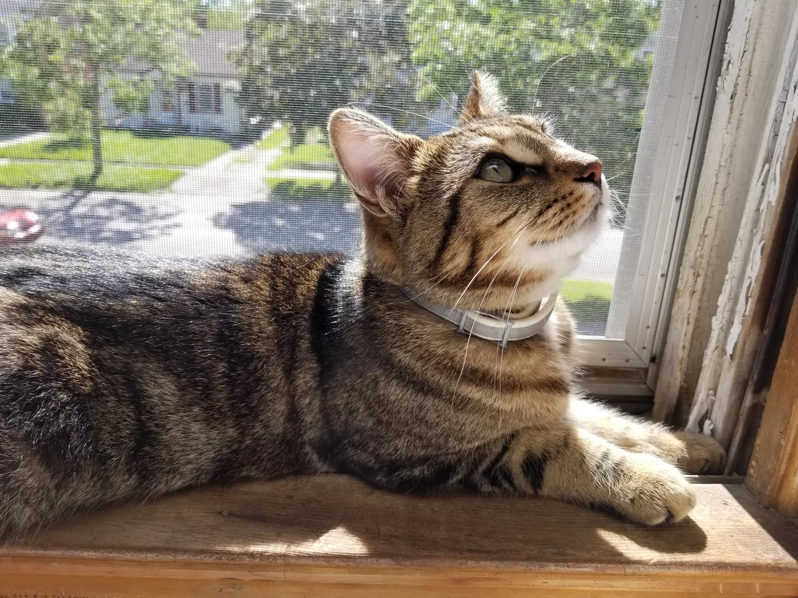 Lost cat in Toledo, OH, 43609
