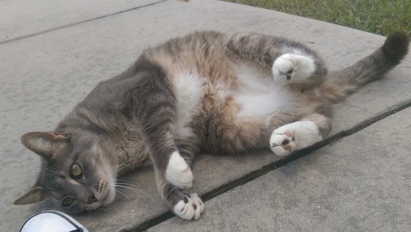 Lost cat in Dunnellon, FL, 34433