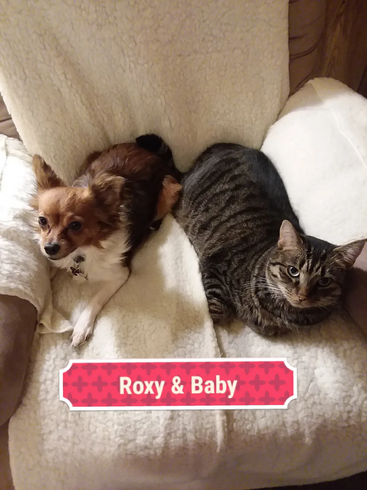 Lost cat in Jacksonville, NC, 28540
