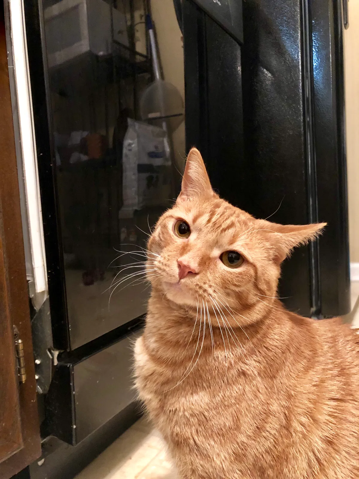 Lost cat in Richmond, KY, 40475