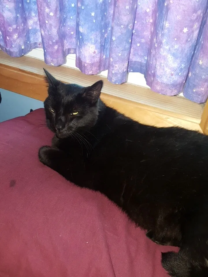 Lost cat in Kent City, MI, 49330