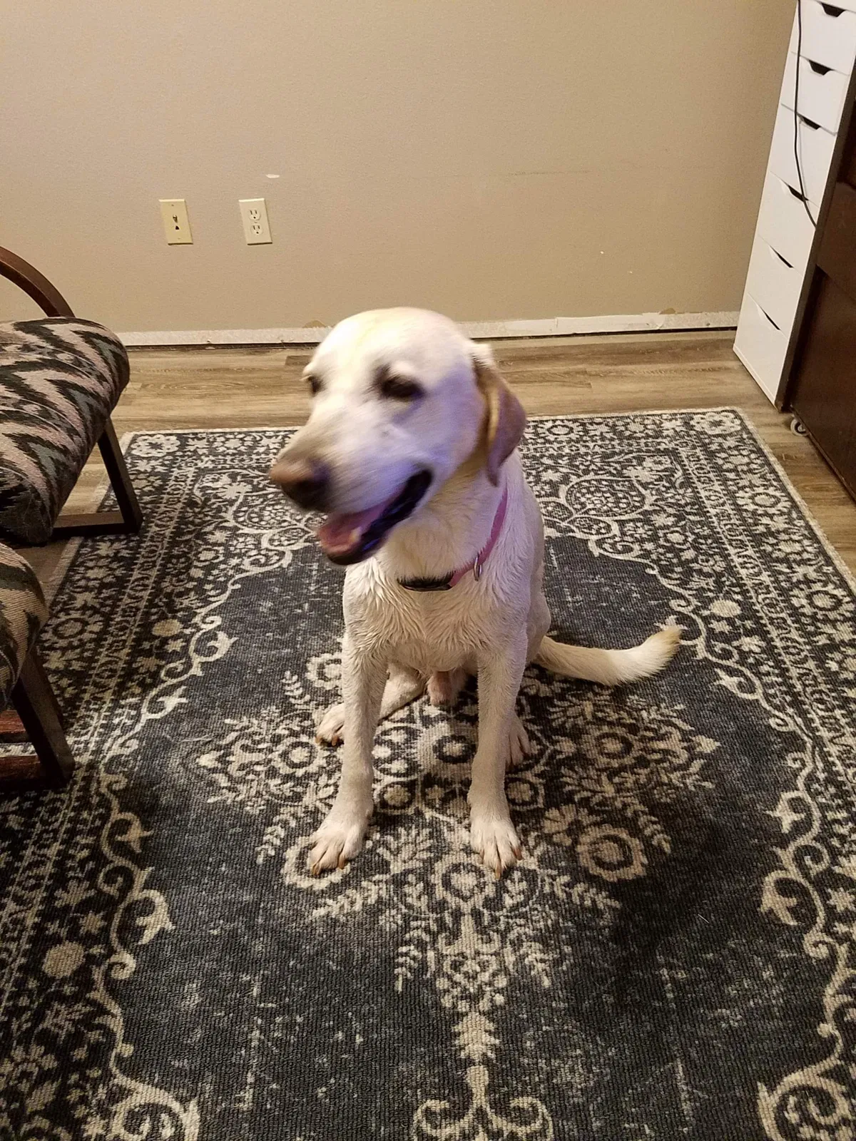 Found Dog