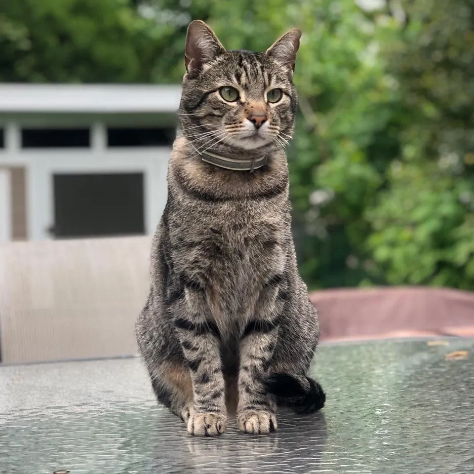 Lost cat in South Amboy, NJ, 8879