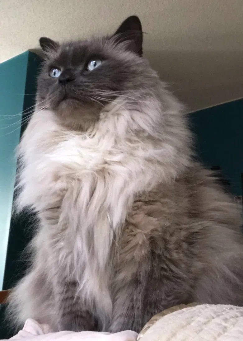 Lost cat in Monson, MA, 1057