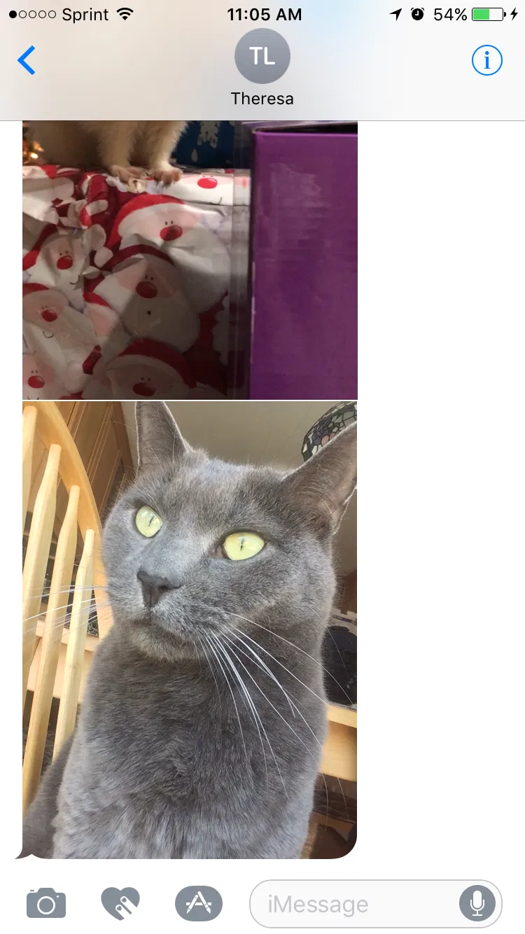 Lost cat in Greenport, NY, 11944