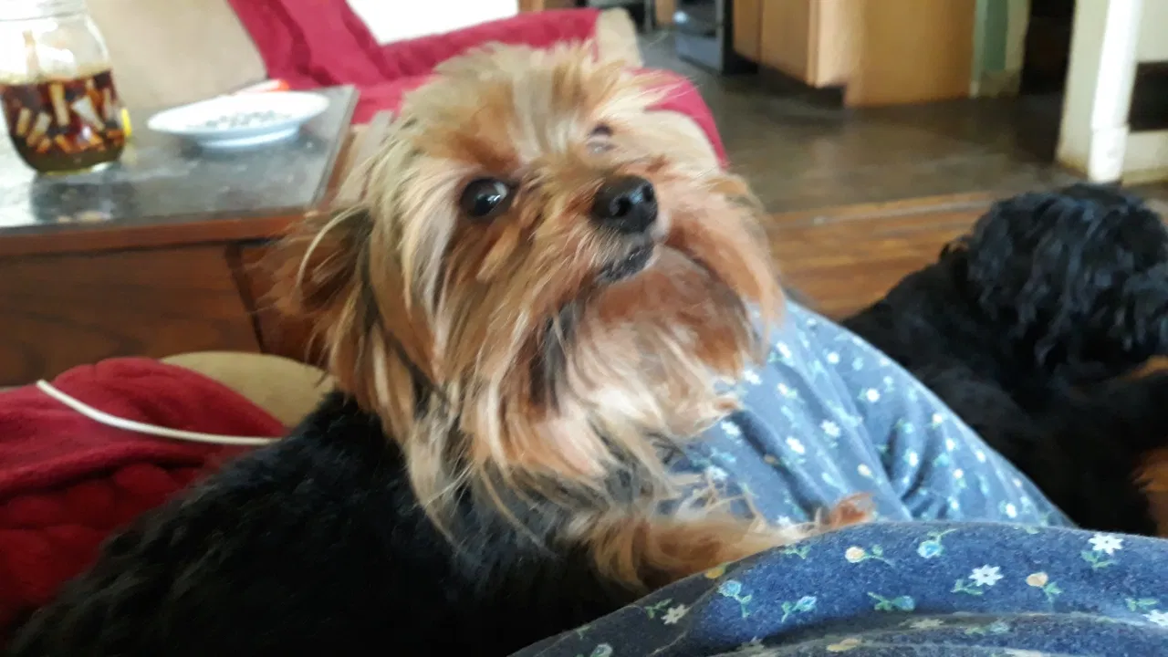 Lost dog in Wyoming, MI, 49509