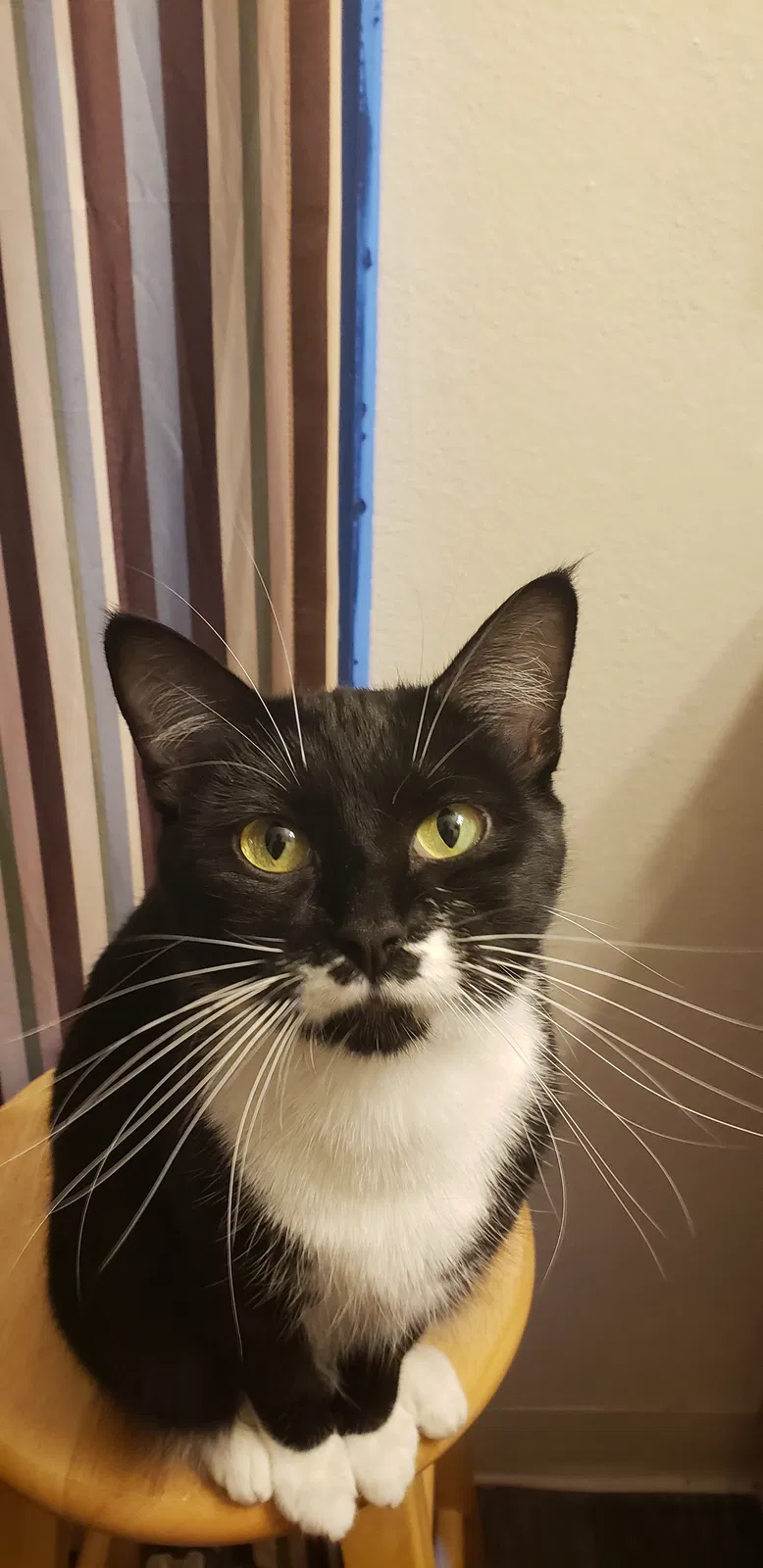 Lost cat in Broomfield, CO, 80020