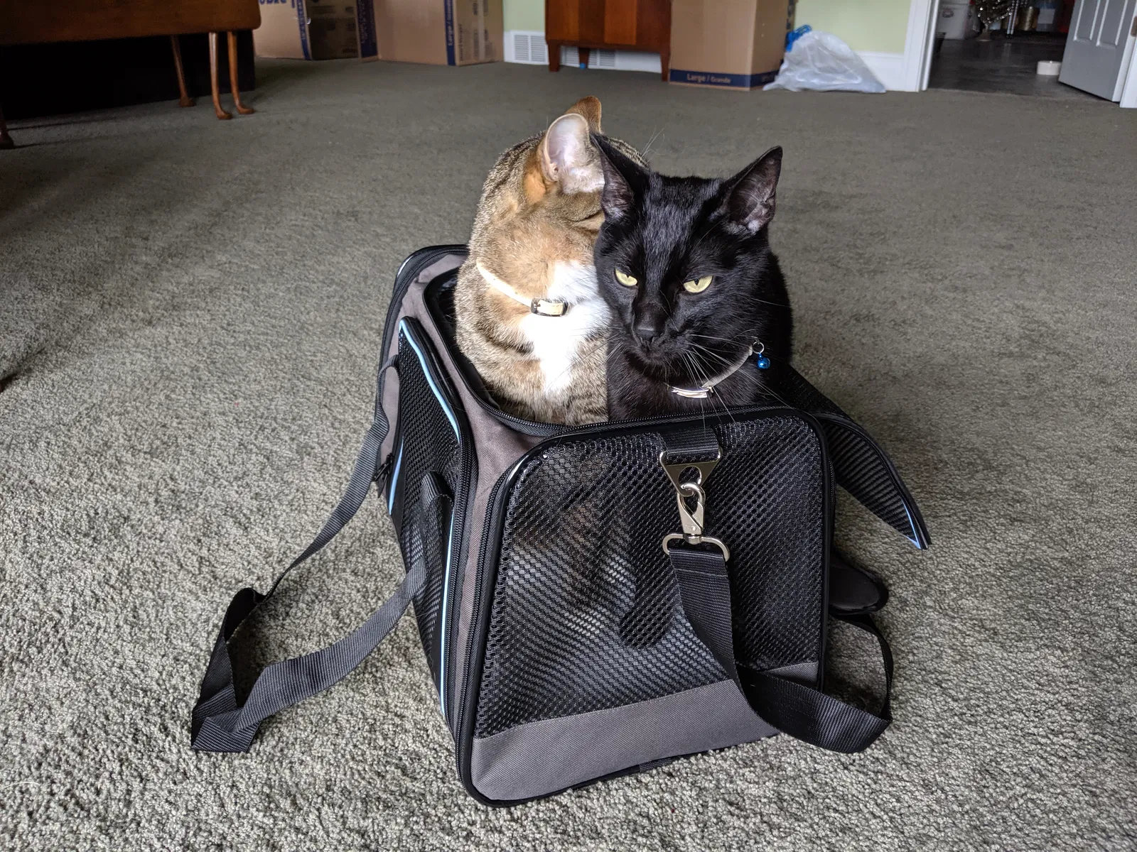 Lost cat in Long Beach, CA, 90814