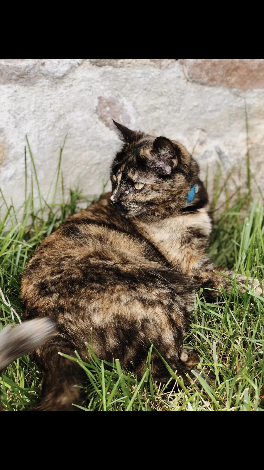 Lost cat in Reno, NV, 89509