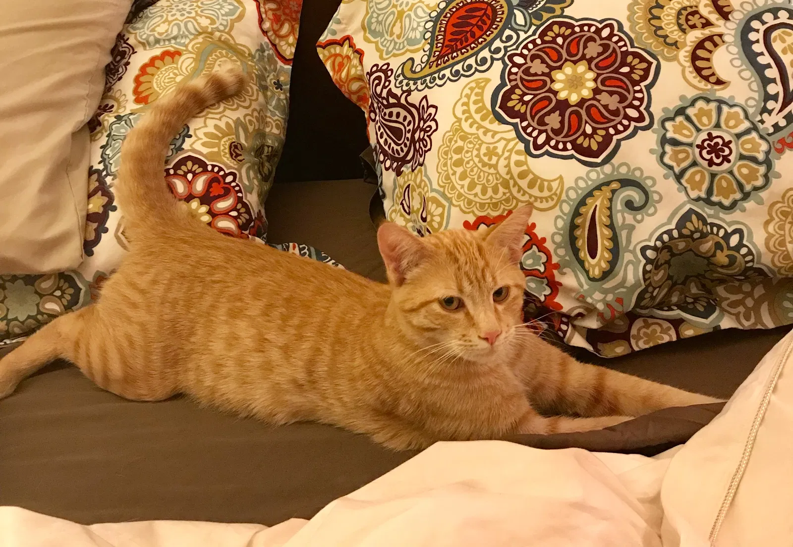Lost cat in Flagstaff, AZ, 86001