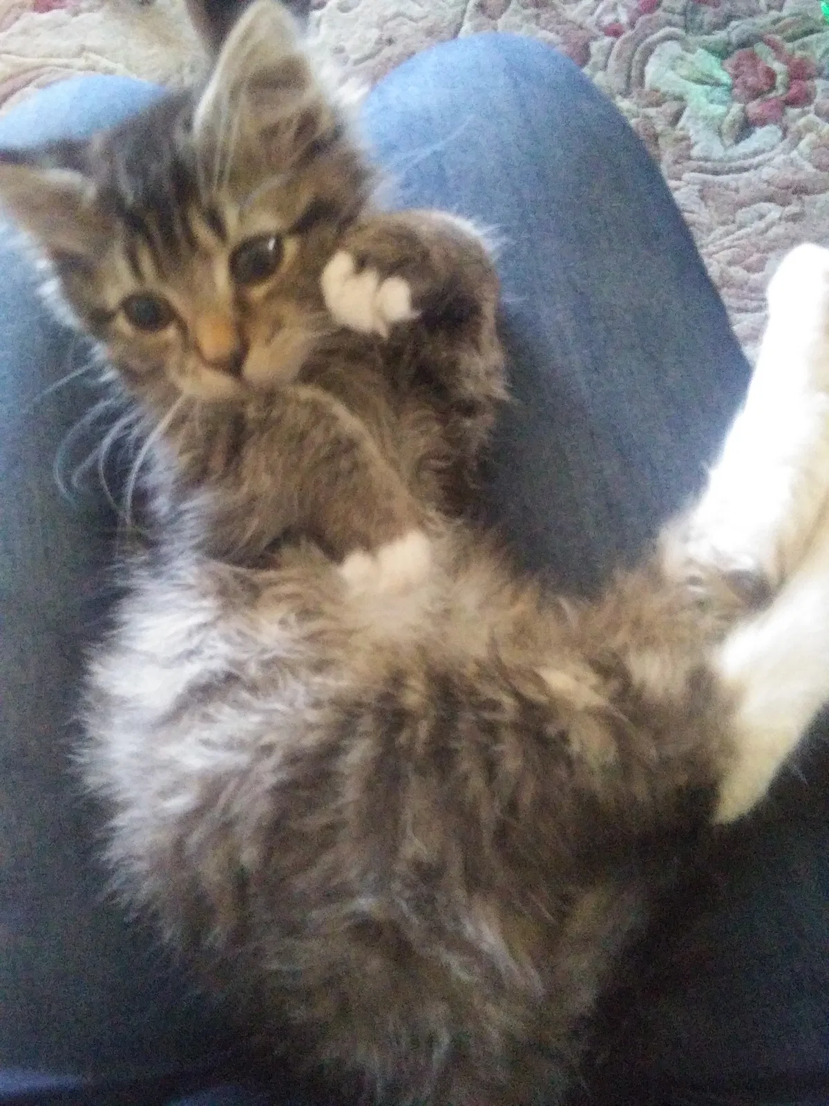 Lost cat in South Pekin, IL, 61564