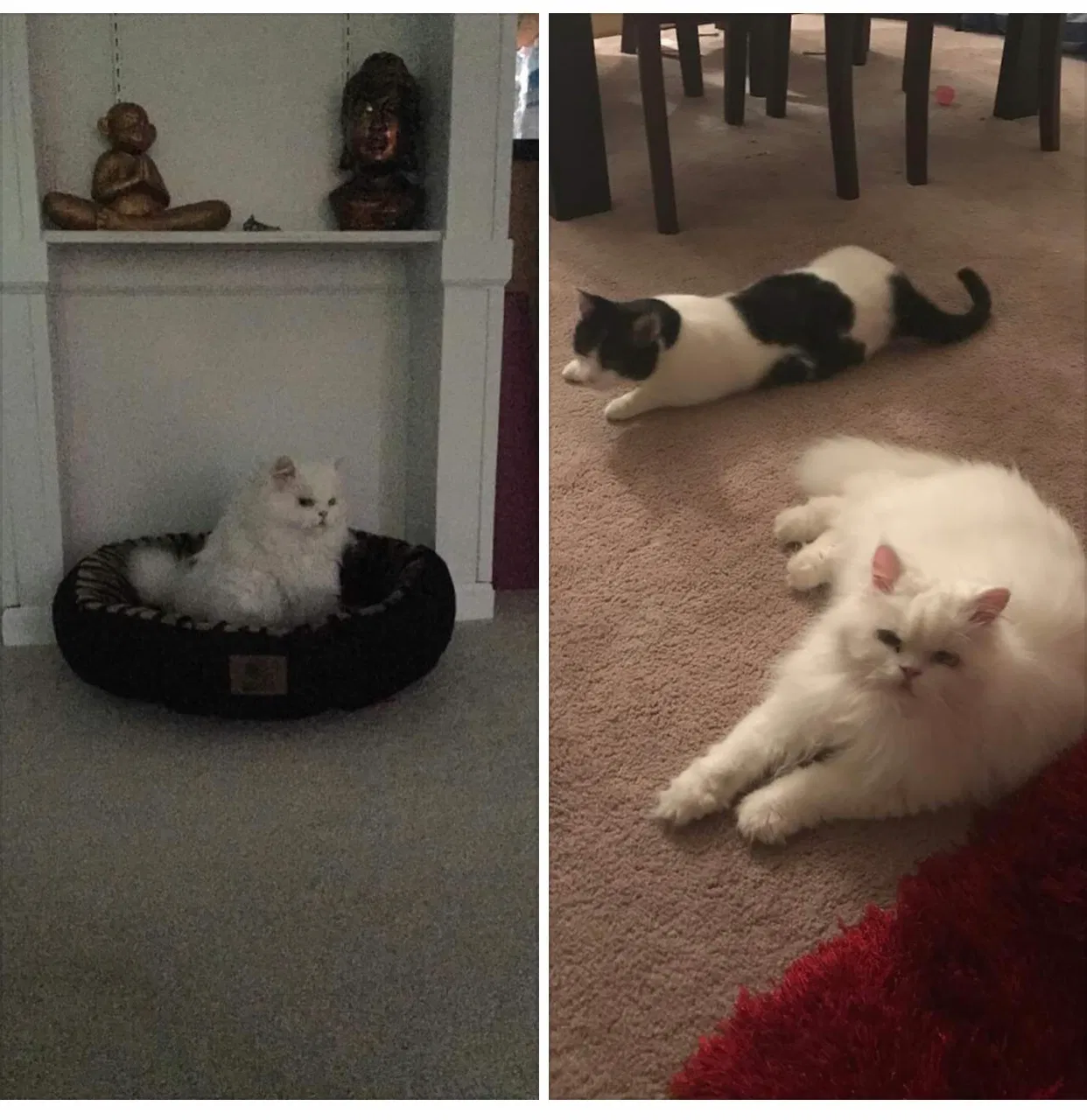 Lost cat in Ypsilanti, MI, 48197