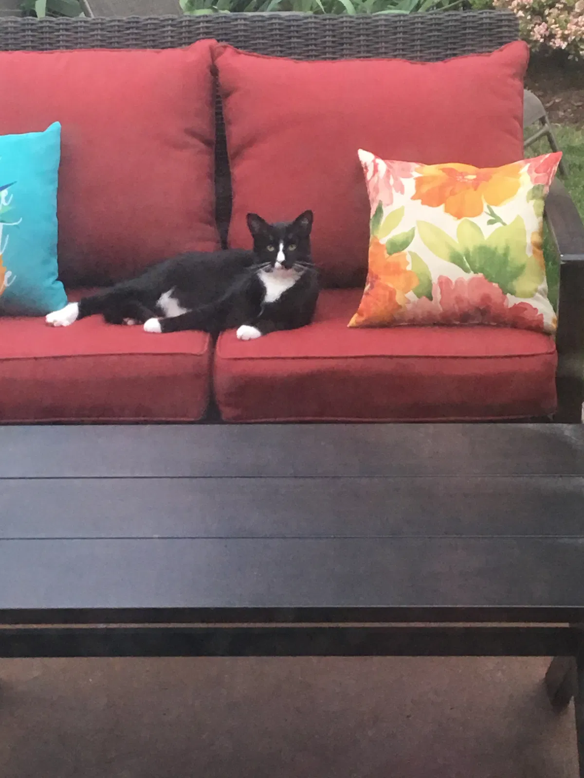 Lost cat in Longview, WA, 98632