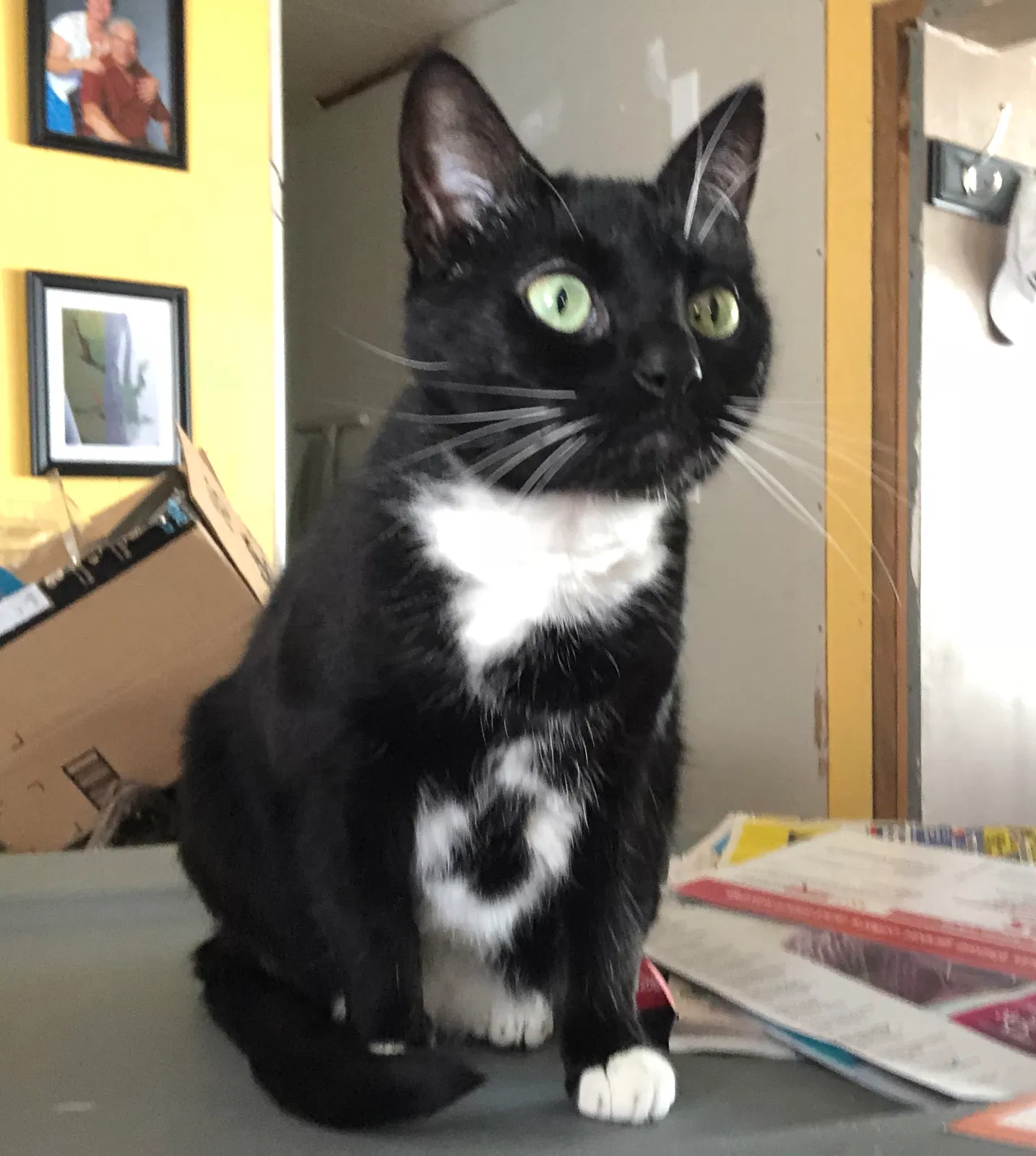 Lost cat in Howell, NJ, 7731