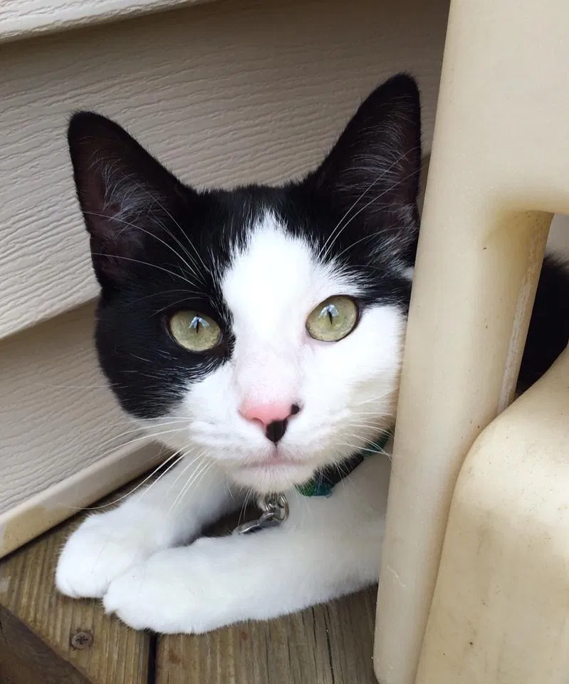 Lost cat in Madison, OH, 44057