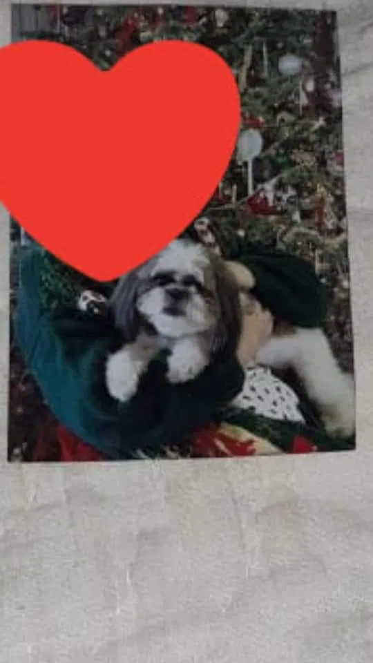 Lost dog in Alexander City, AL, 35010